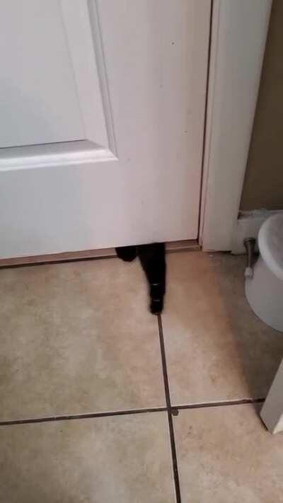 This is my cat 🙄 she was in the bathroom with me, left, went to the OTHER bathroom door and is upset she can't get in