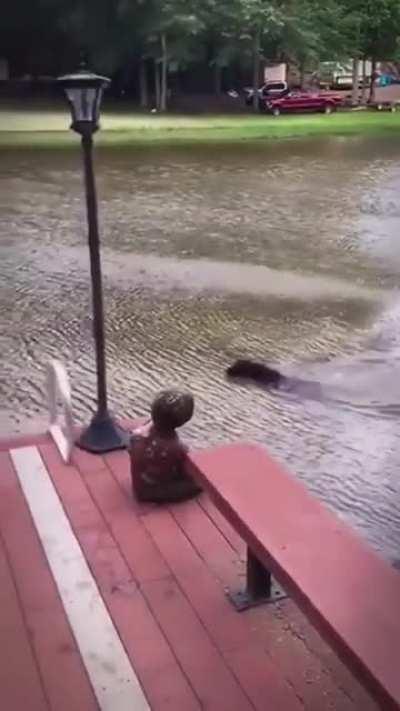 Dog gets scared for owner