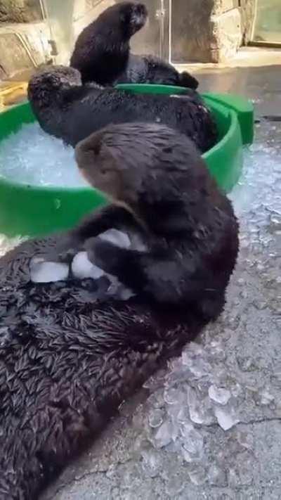 This ice is otter this world!