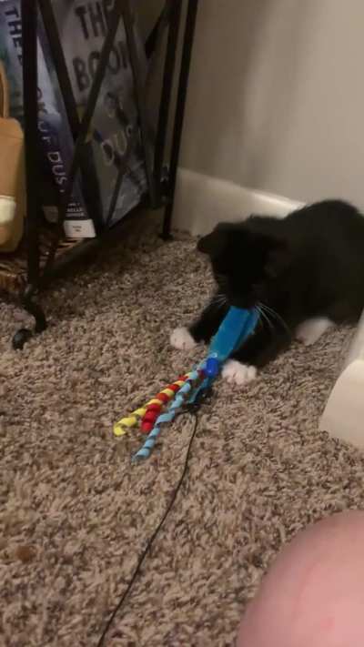 A ferocious predator of the worm on a string!