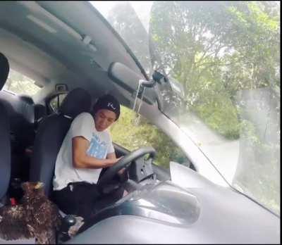 eagle crashes through car window