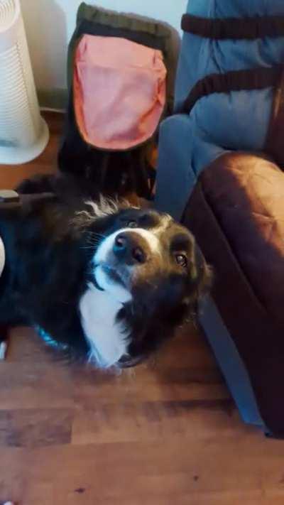 What's up? Oh, just vacuuming the dog