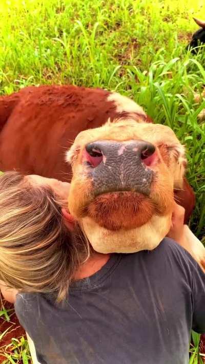 Chin height is a measure of how good the scritches are