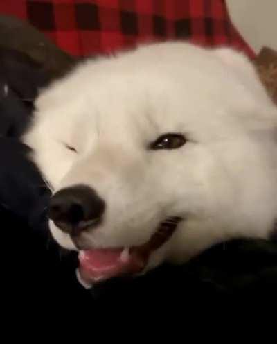 A very talkative fox