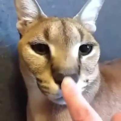 Floppa gets his nose booped (very annoying)