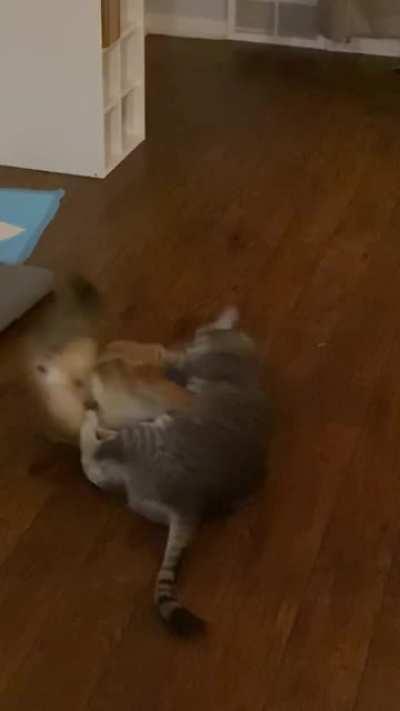 My best friends new dog seems to be training with his new sensei. Both weigh 16.5 lbs exactly, so fair fight.