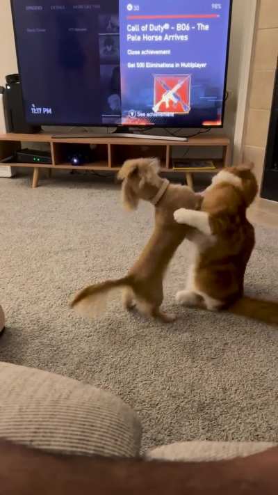 The two of them share one brain cell. This is their nightly routine before they go cuddle in bed together😂