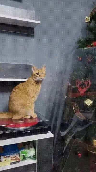 So that's what kind of person you are. You are rotten. Wouldn't let the cat play with the tree.