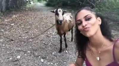 Trying to record story with goat.