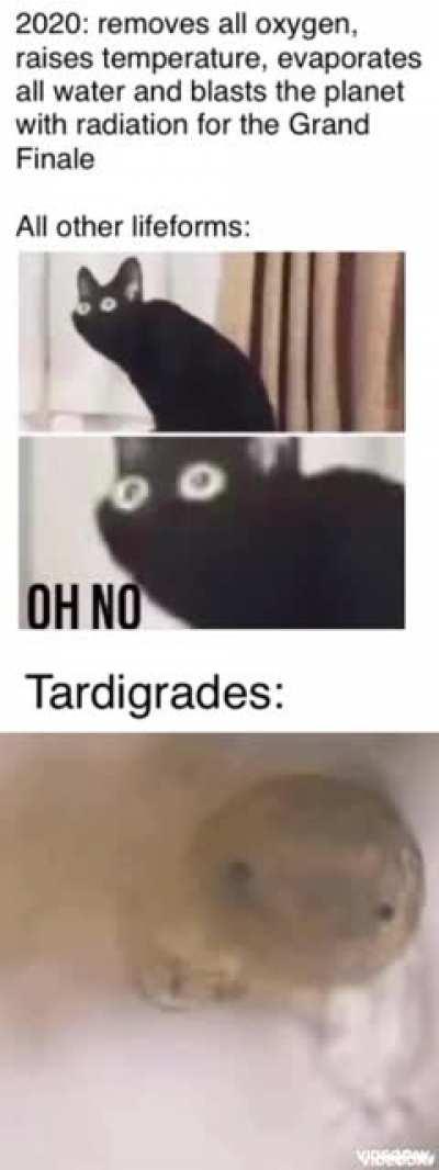 Invest in the Pardigrade 🎉