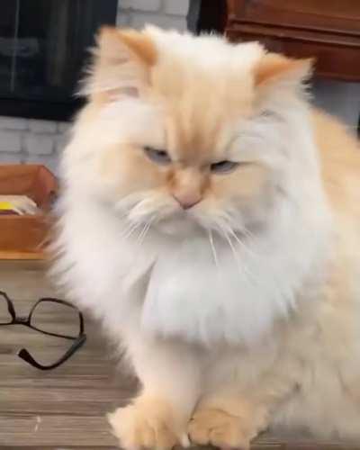 Dropping a hint to my human