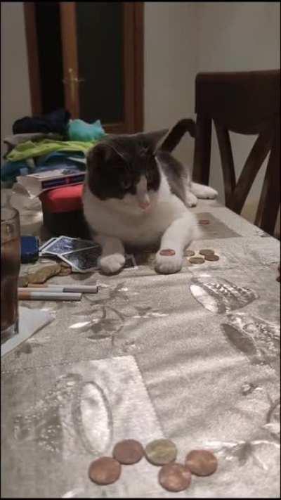 Cat that does the trick