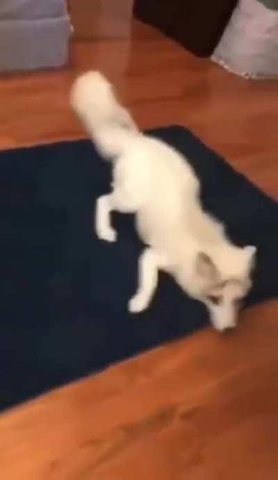 No es meme, solo aprecien al zorrito blanco.