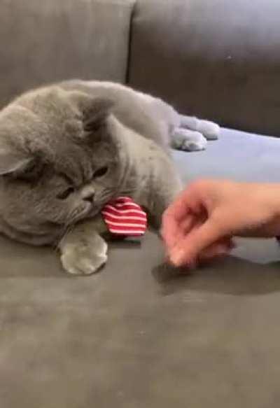 Cat learning a new trick