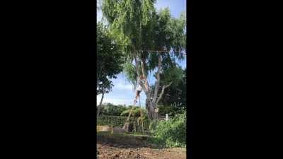 Tree branch comes down on man's ladder resulting in nasty fall