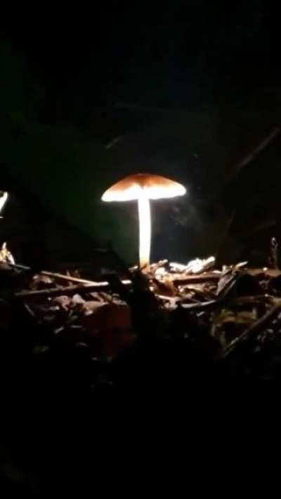 Mushroom releasing spores