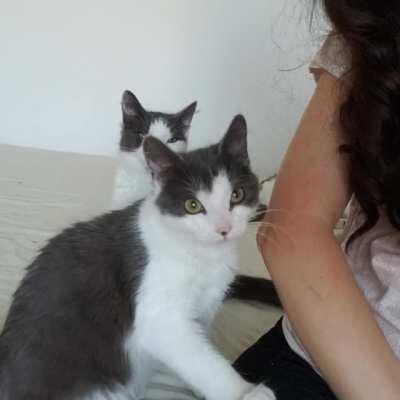 IF YOU WONT PET THEM I WILL