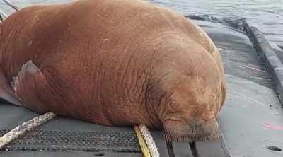 🔥 A walrus climbed up onto the Dutch submarine 