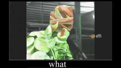 Perdana Menteri Ulam pertama dalam negara kita