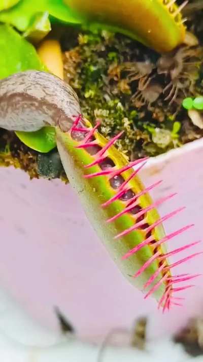 Slug going in a Venus fly trap 🪴
