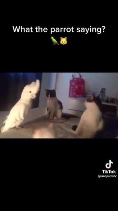 Hornswoggled group of cats