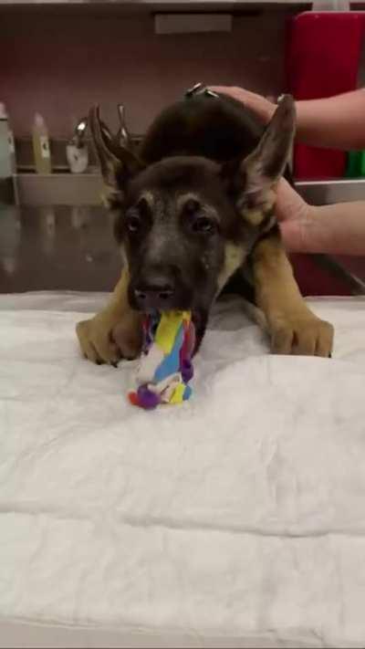 Actually 'tasting the rainbow'.....