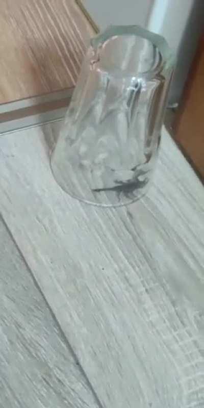Milde interessant: Haben heute einen Skorpion bei uns zu Hause gefunden. Wir leben im Norden.