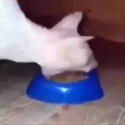 Dalva e supino degustando um belo cimento.👌