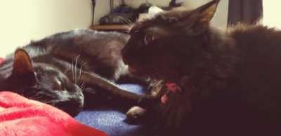 The Fuzz wants nothing to do with your affection.