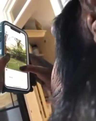 Chimp uses smartphone to scroll pics and videos
