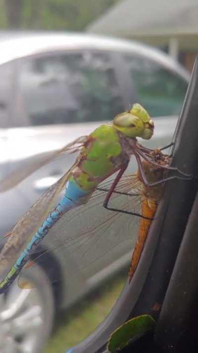 Filmed a Dragonfly Eating Another Dragonfly