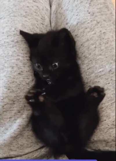 Kitty discovering she has feet.