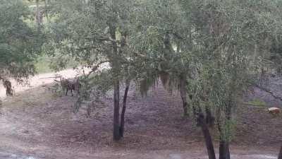 Morning rain in Disney 2: Now with animals!