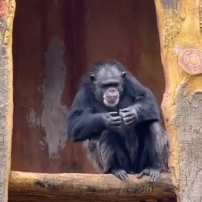Chimp imitates human smoking