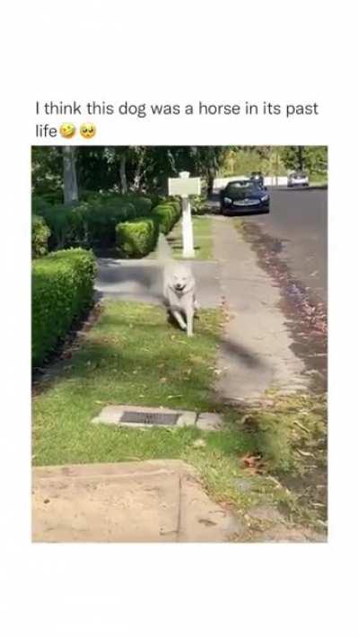 OwNeR fOrCeS dOg tO WaLk oN A hOt sIdEwAlK
