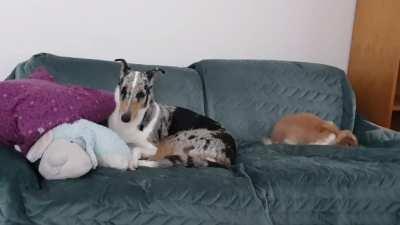 Tried to catch Näkki go ask for some grooming but got this instead.