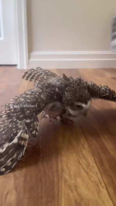 MOIST OWLETTE time - yaffle the owl's bath time