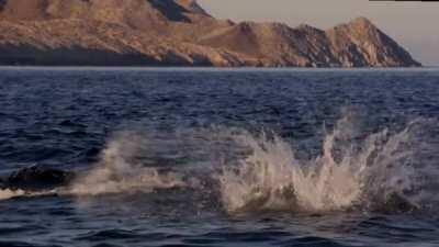 🔥 Mobula rays 🔥