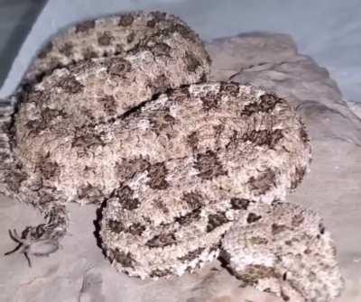 Spider-tailed Viper