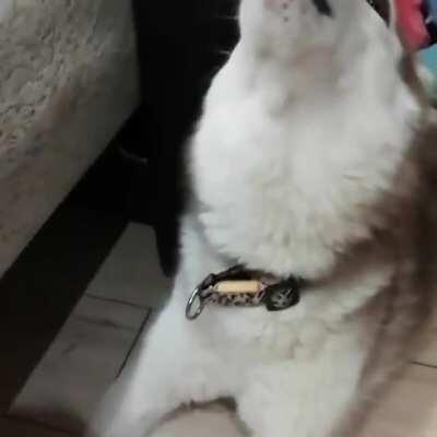 Just a normal huskie