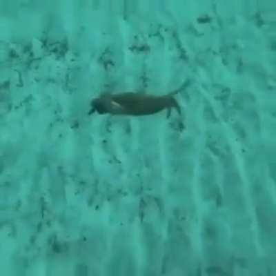 The chances of being killed by a crab are low, but never cero