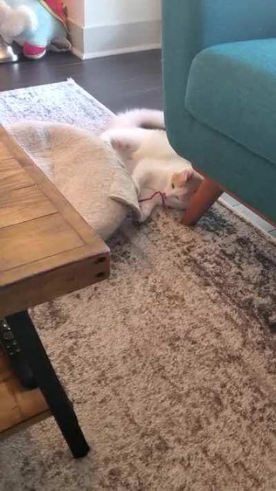 One small slap for kitten One giant leap for kittenkind