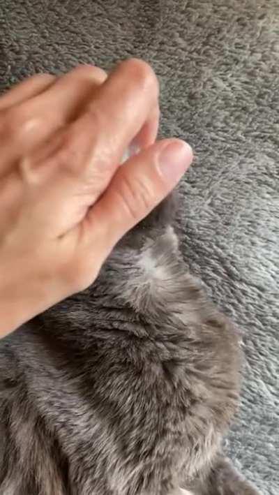 Kitty Knows The Drill..