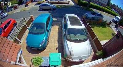 Poor bird. Flies into my window, gets dazed and falls off my bonnet, then gets eaten by a cat