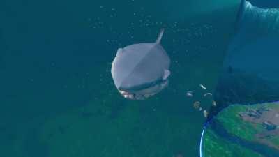 Close up of sharks in water