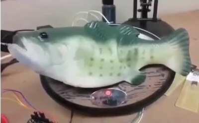 A fish informing you of the weather