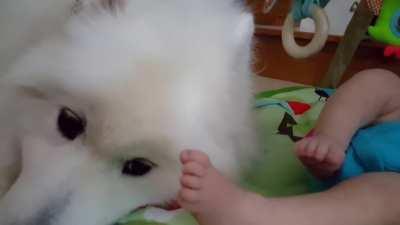 Lexi the Samoyed hangs out with her sister