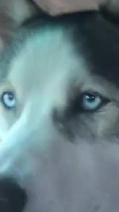 HENLO FREN WE ARE THE SAME