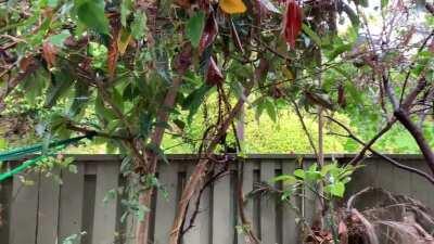 In front of my house! (Rowland Heights, California)