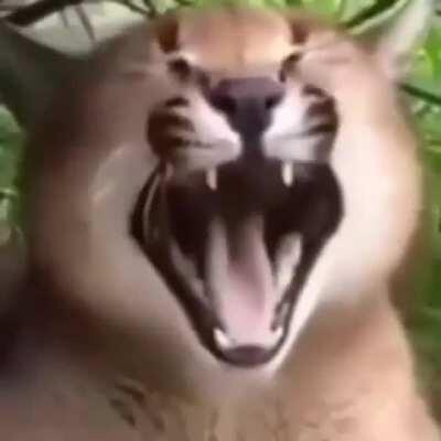 Happy Valentine's day